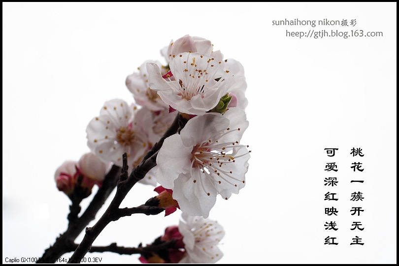 好花知时节