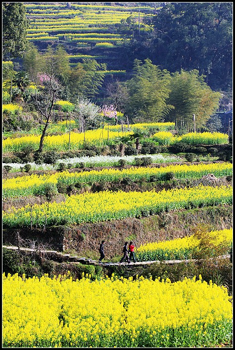婺源油菜梯田、月亮湾等小片