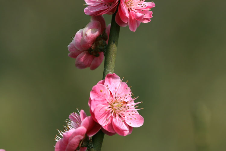 三月花开