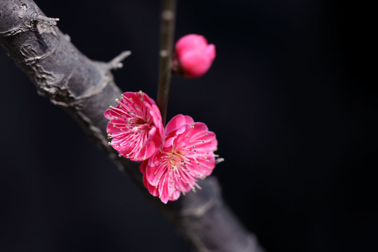 三月花开