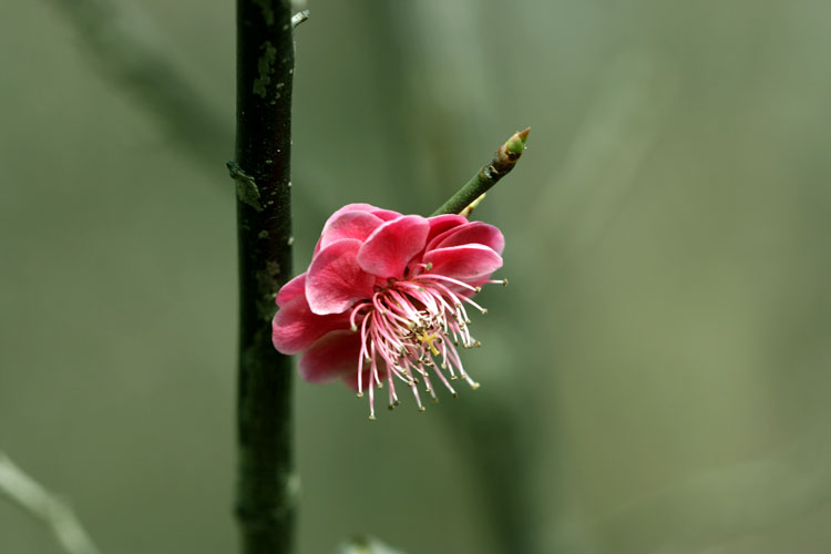 三月花开