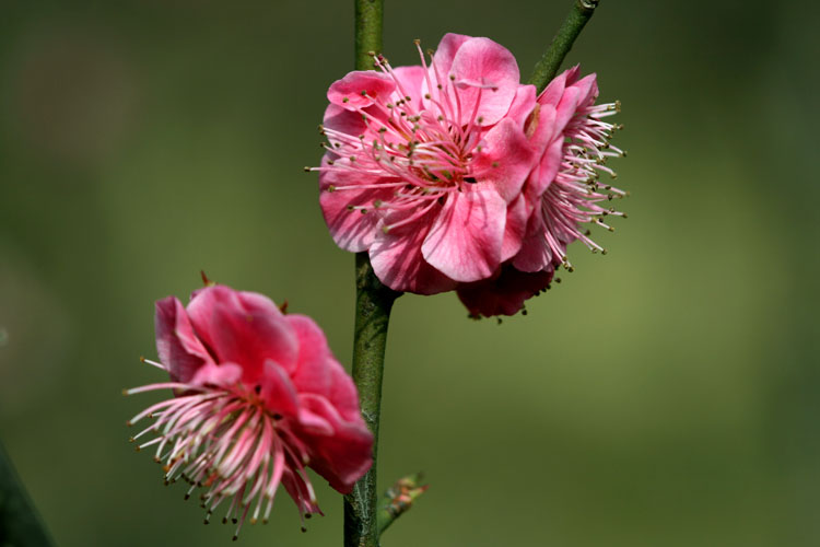 三月花开