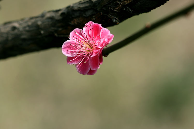 三月花开