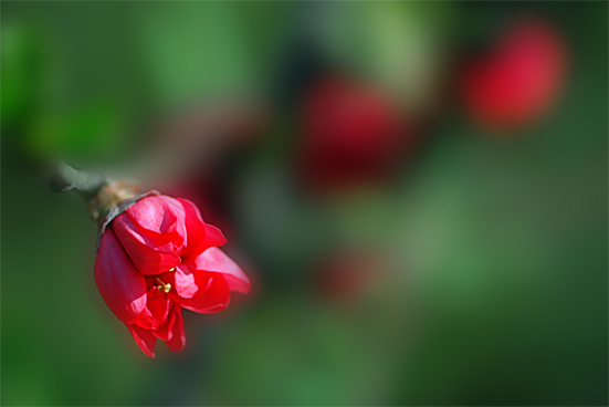 [原创]我的桃花情结