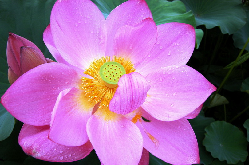 荷花