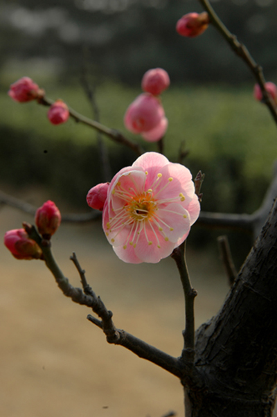 [原创]春天的梅花、玉兰花