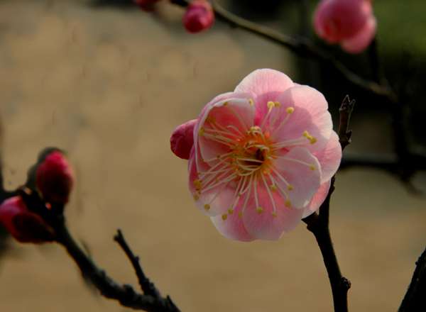 [原创]春天的梅花、玉兰花