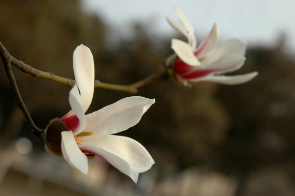 [原创]春天的梅花、玉兰花