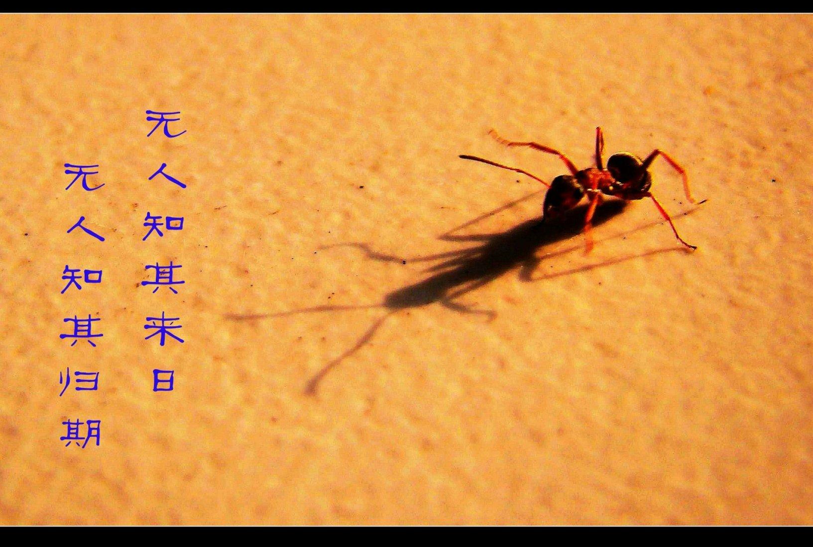 地板上的蚂蚁