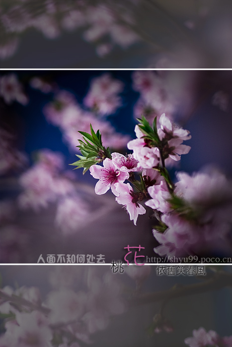 人面桃花