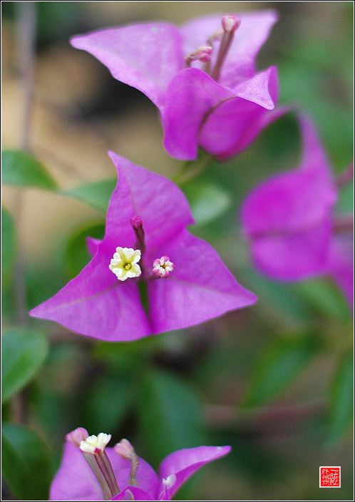 公园拍花~~~~~~~~~~~~