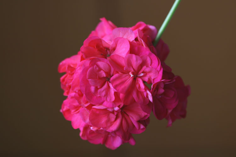 三月花开