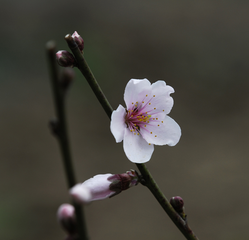 桃花正艳