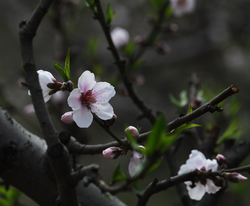 桃花正艳