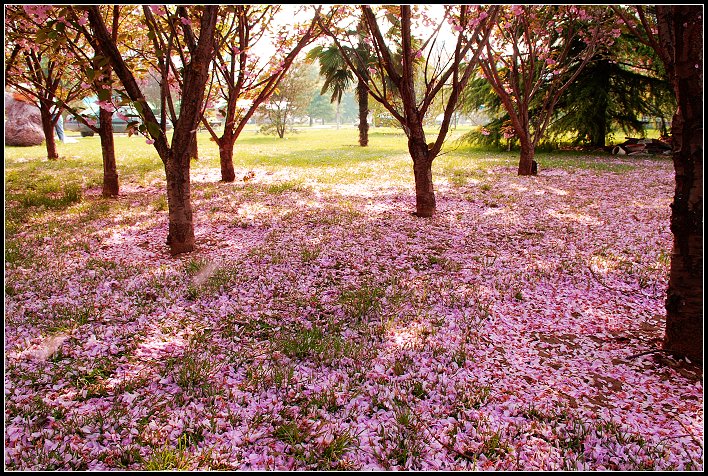 花落飘满地----单位院子里的樱花