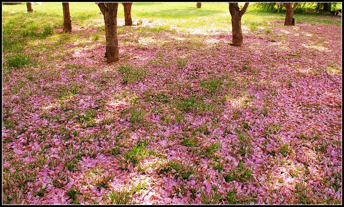 花落飘满地----单位院子里的樱花