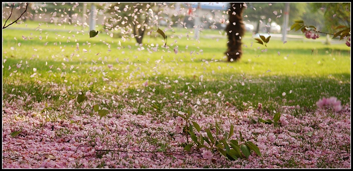 花落飘满地----单位院子里的樱花