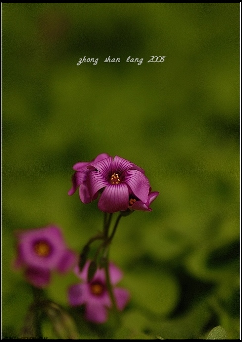 柞浆草花