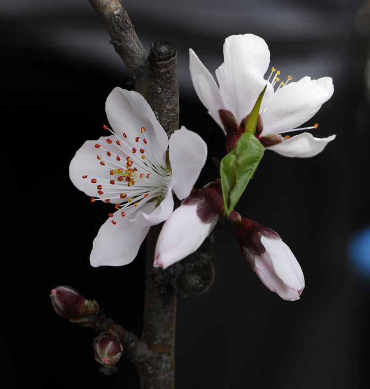 再拍桃花