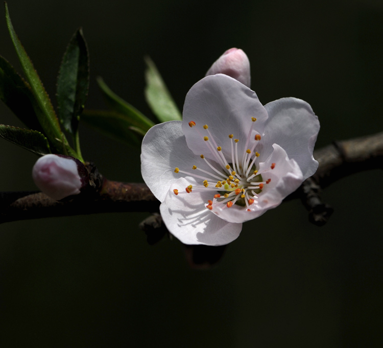 再拍桃花