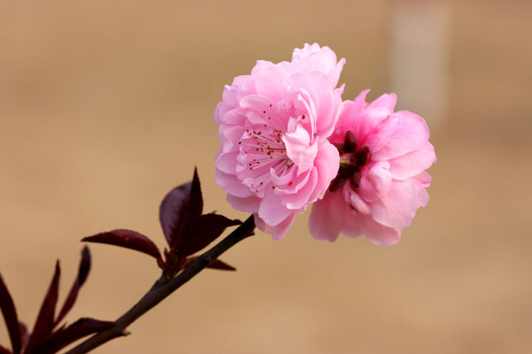 三月花开