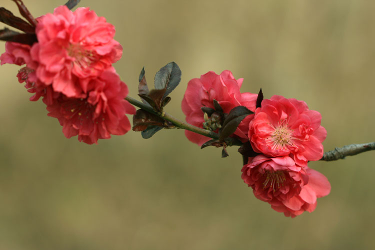 三月花开