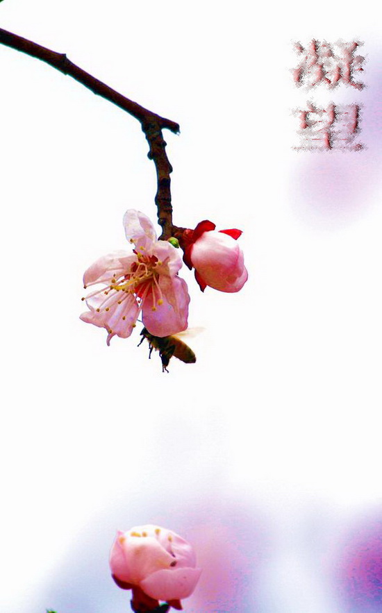 杏花小品