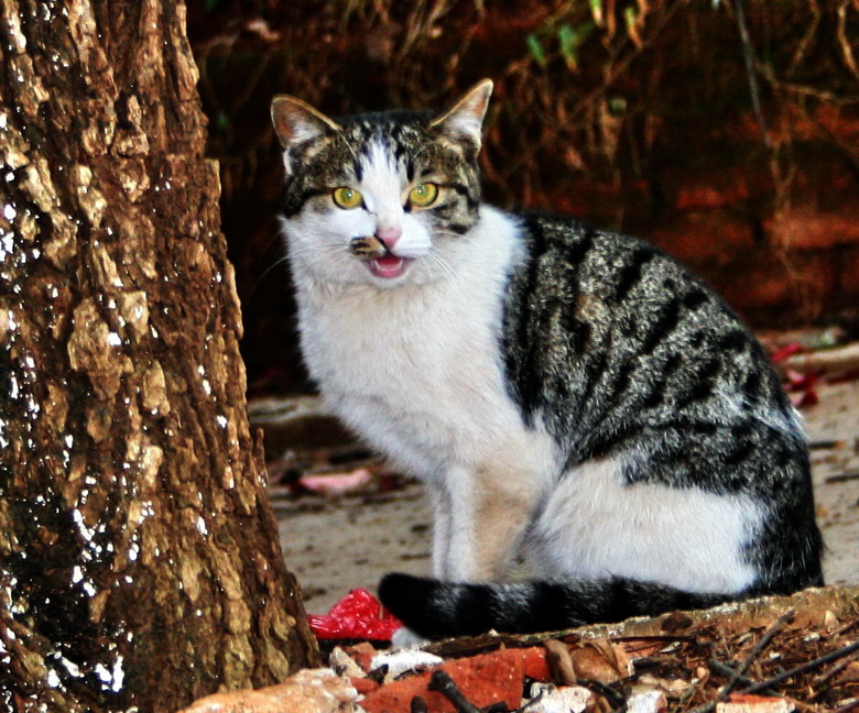 小猫