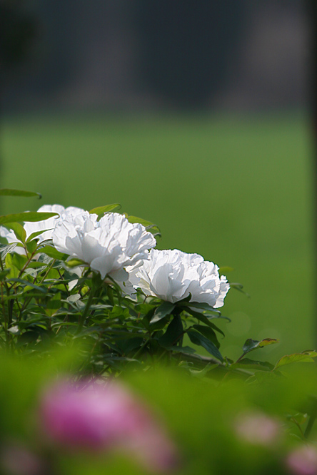 牡丹花开2