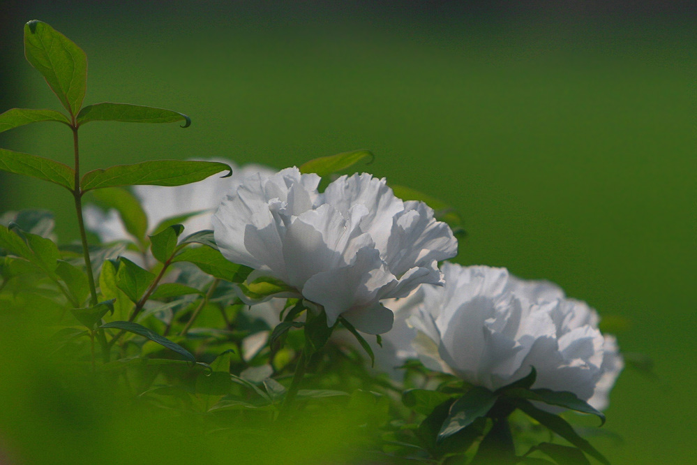牡丹花开