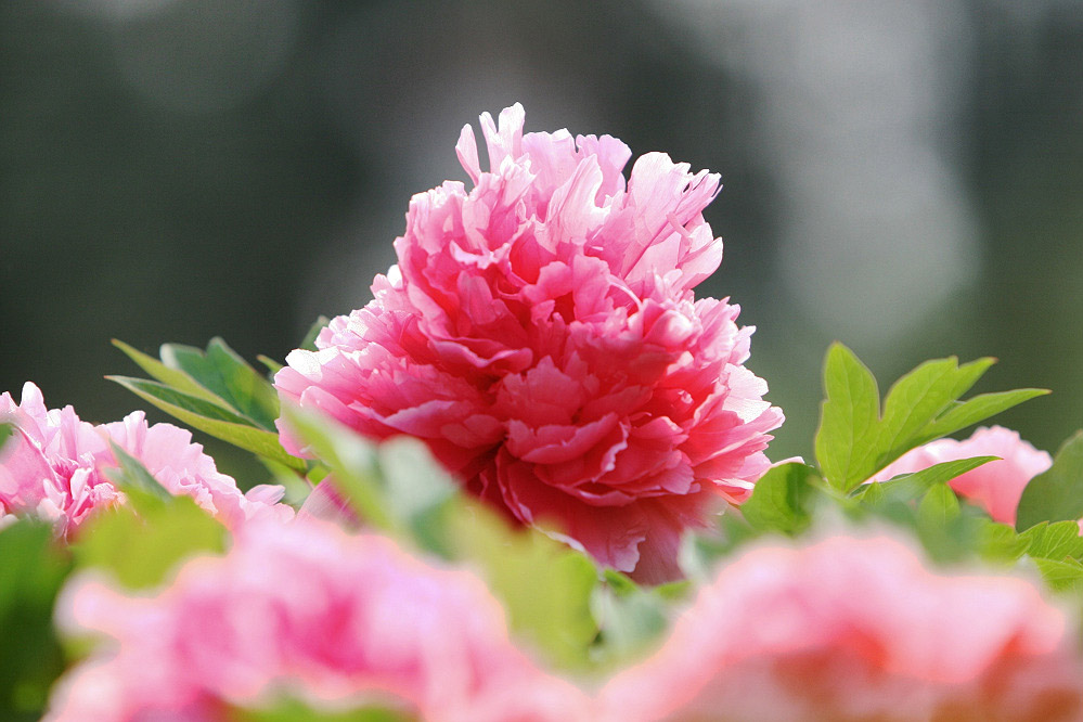 牡丹花开1