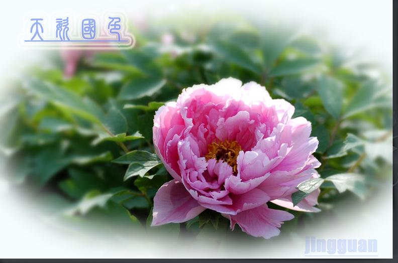 濮上牡丹初展艳