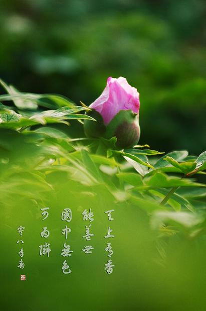 濮上牡丹初展艳