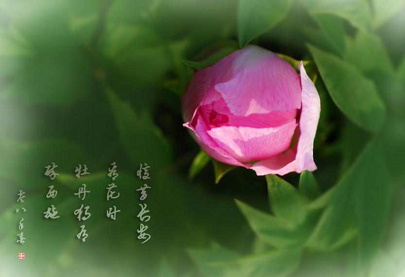 濮上牡丹初展艳
