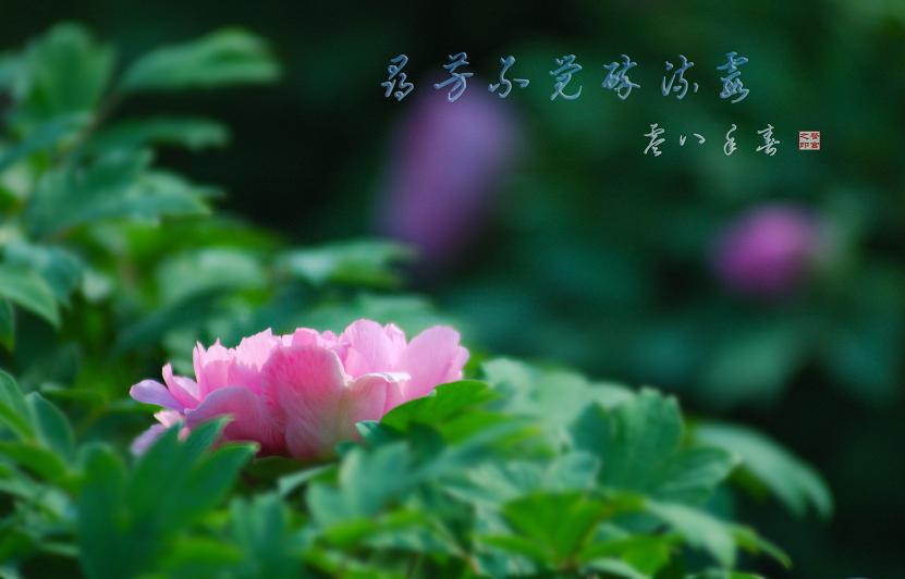 濮上牡丹初展艳