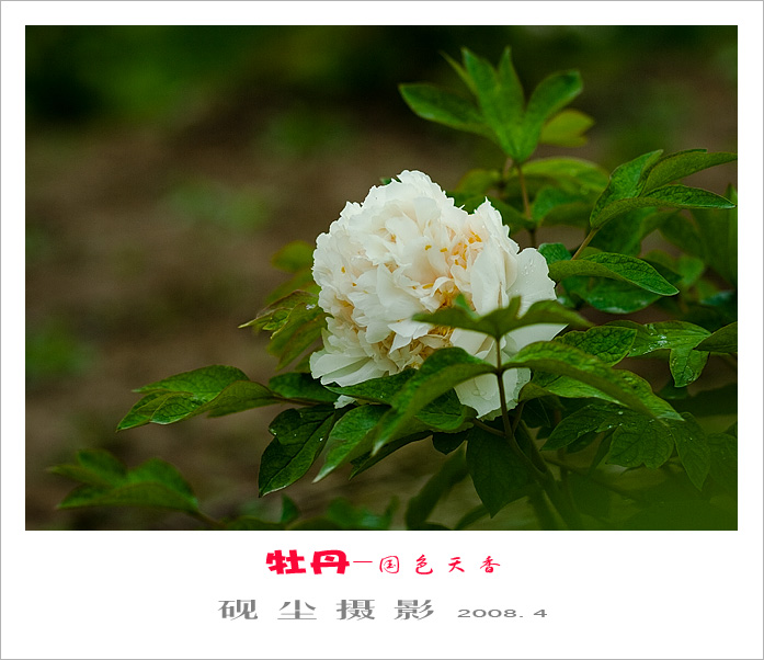 牡丹情