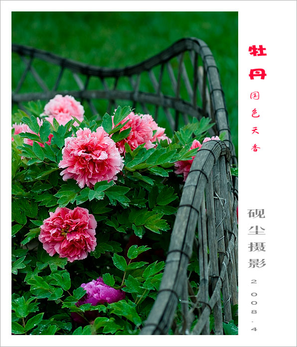 牡丹情