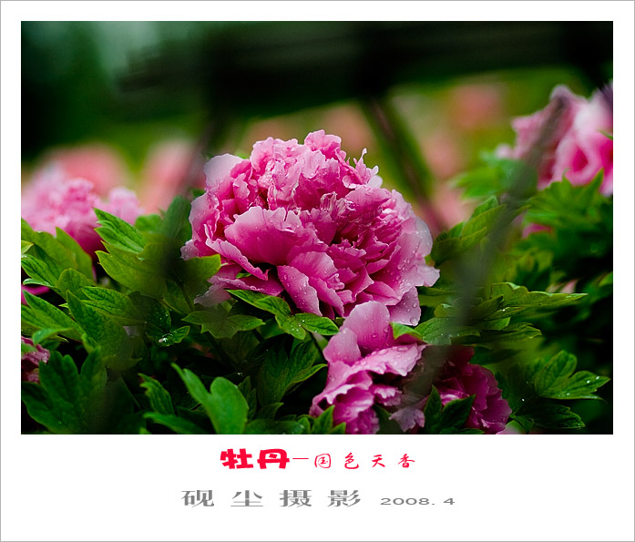 牡丹情