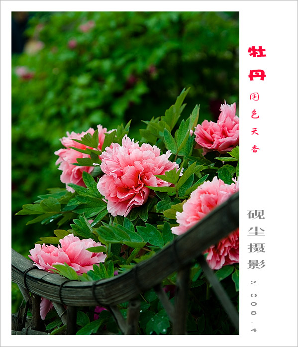 牡丹情