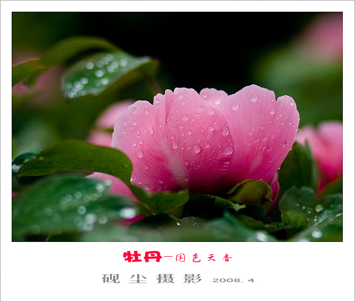 牡丹情