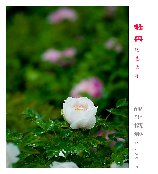 牡丹情