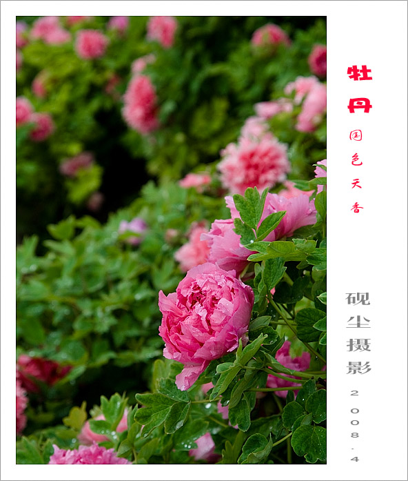 牡丹情