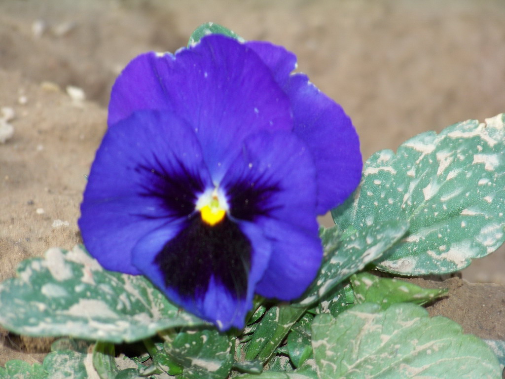 紫色小花