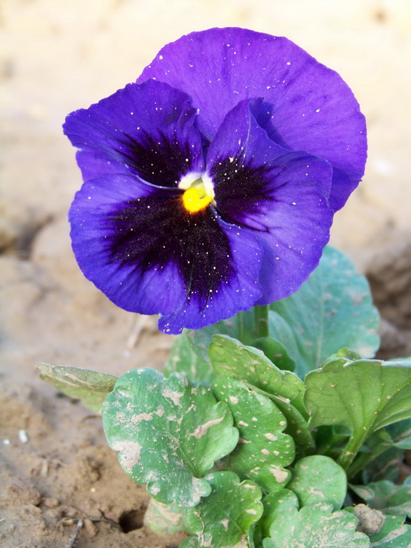 紫色小花