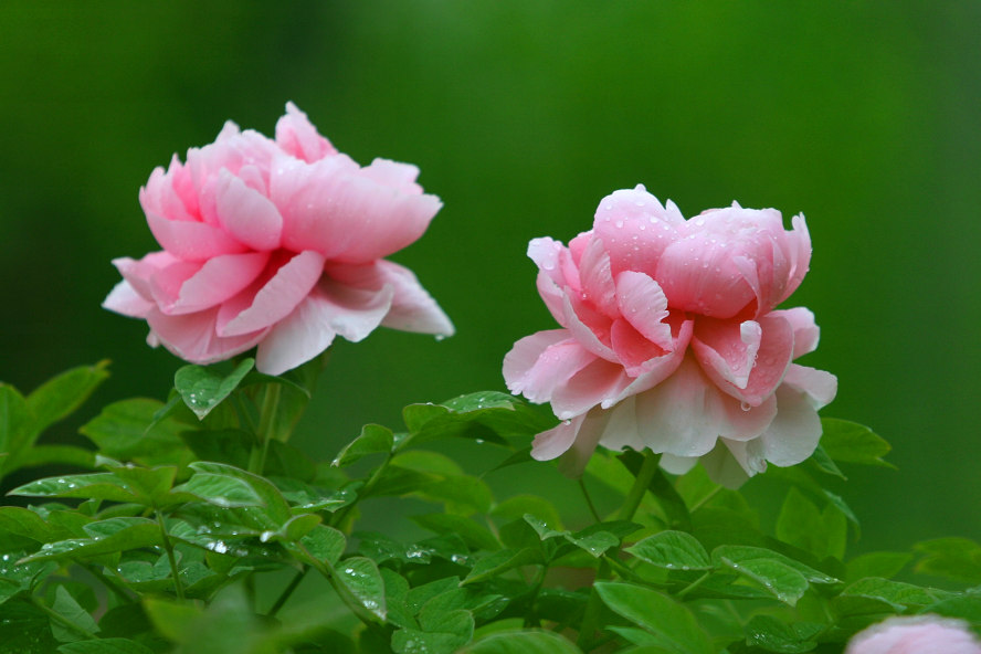 牡丹花开（组图2）