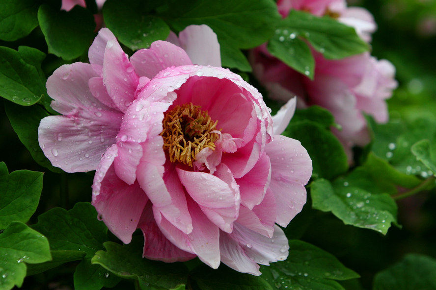 牡丹花开（组图2）