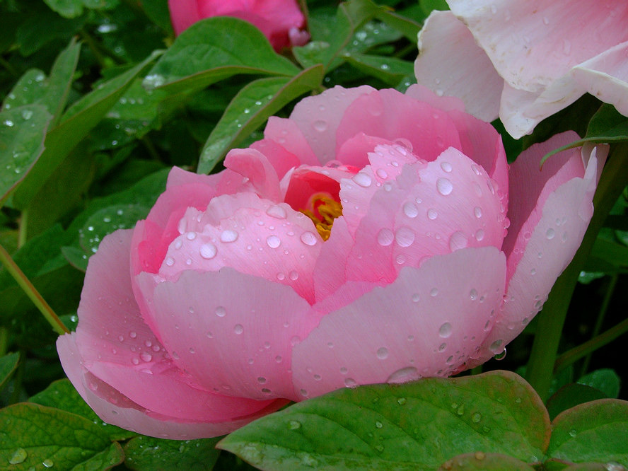 牡丹花开（组图2）