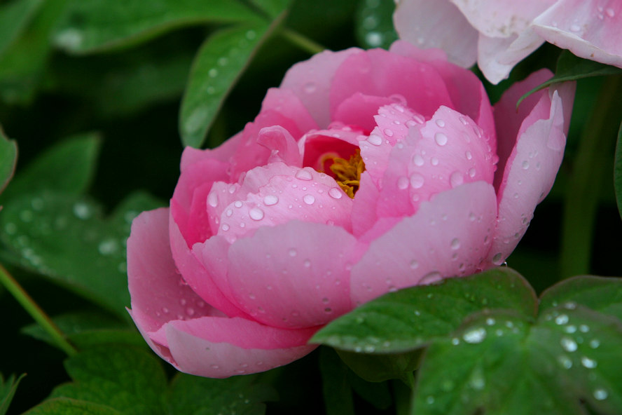 牡丹花开（组图2）