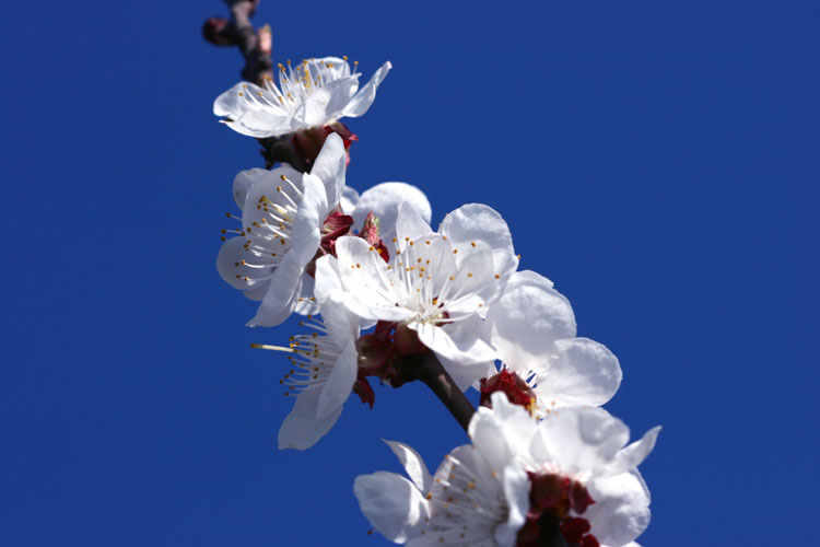 三月花开