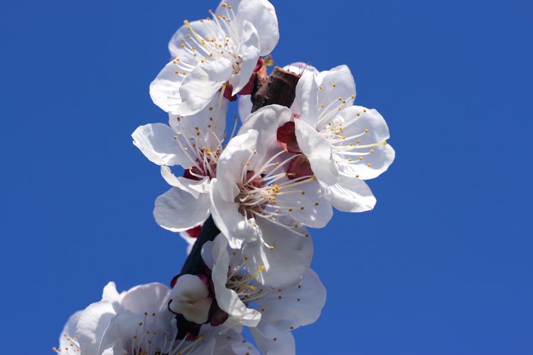 三月花开